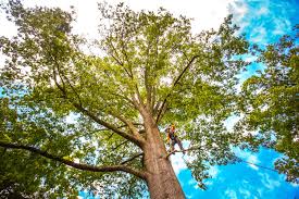 Best Arborist Consultation Services  in Arvada, CO