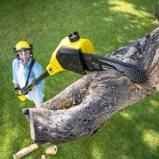 Best Arborist Consultation Services  in Arvada, CO