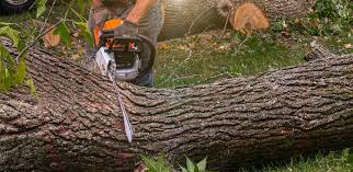 Best Hedge Trimming  in Arvada, CO