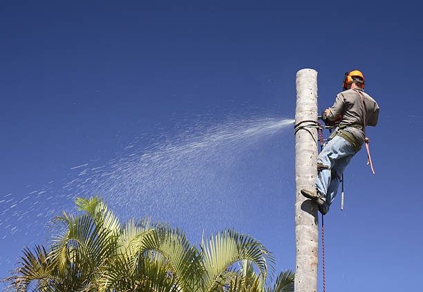 Best Hazardous Tree Removal  in Arvada, CO