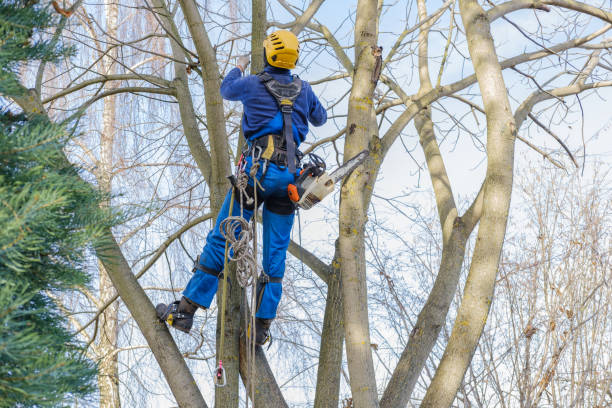 Best Utility Line Clearance  in Arvada, CO