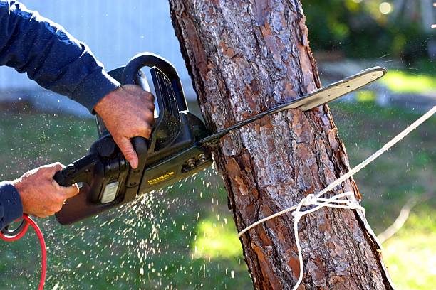 Arvada, CO Tree Care Company