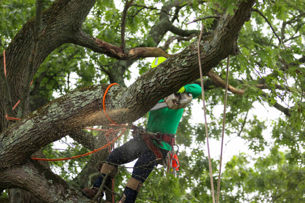 How Our Tree Care Process Works  in  Arvada, CO