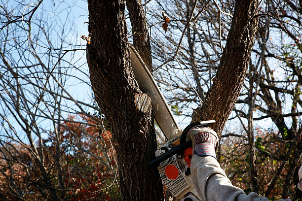 Best Stump Grinding and Removal  in Arvada, CO