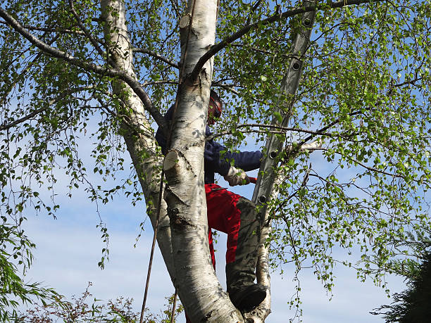 Best Tree Maintenance Programs  in Arvada, CO