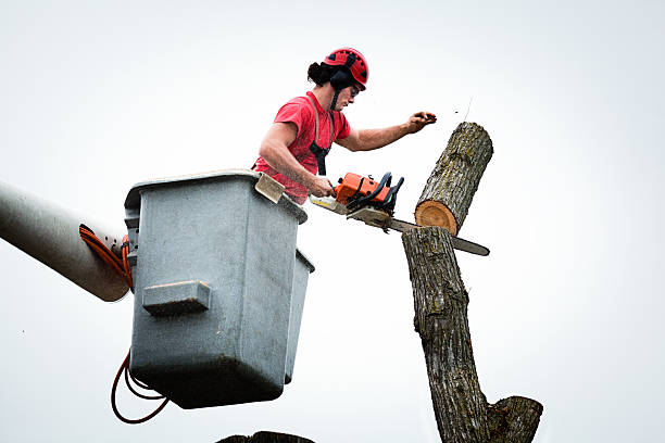 Best Root Management and Removal  in Arvada, CO