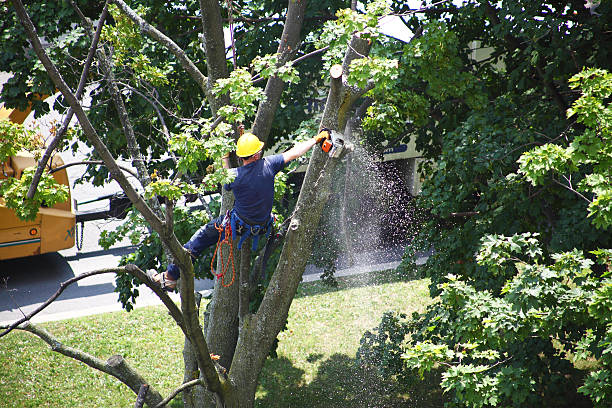 Best Tree Disease Treatment  in Arvada, CO