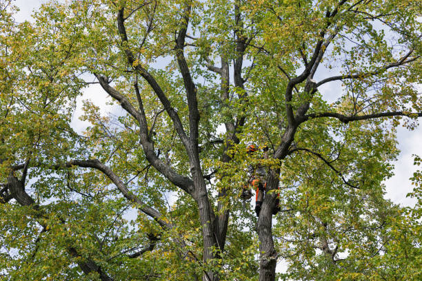 Best Tree Risk Assessment  in Arvada, CO